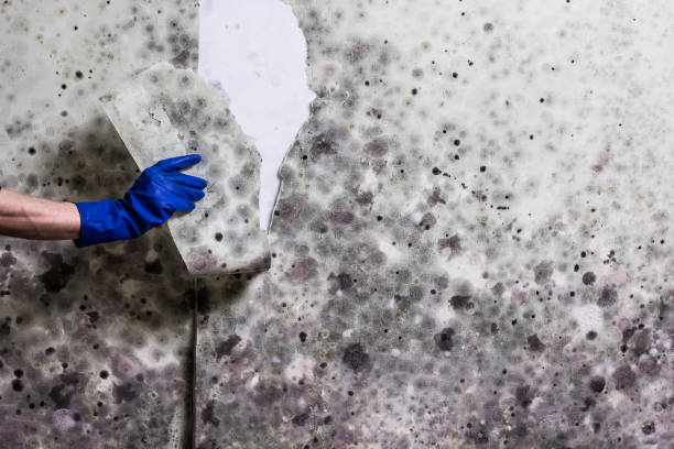 Best Commercial Mold Remediation in Latrobe, PA